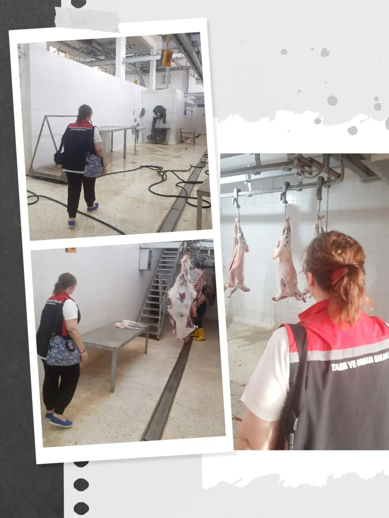 Hayvan Sağlığı İçin Aşılama ve Denetimler 1