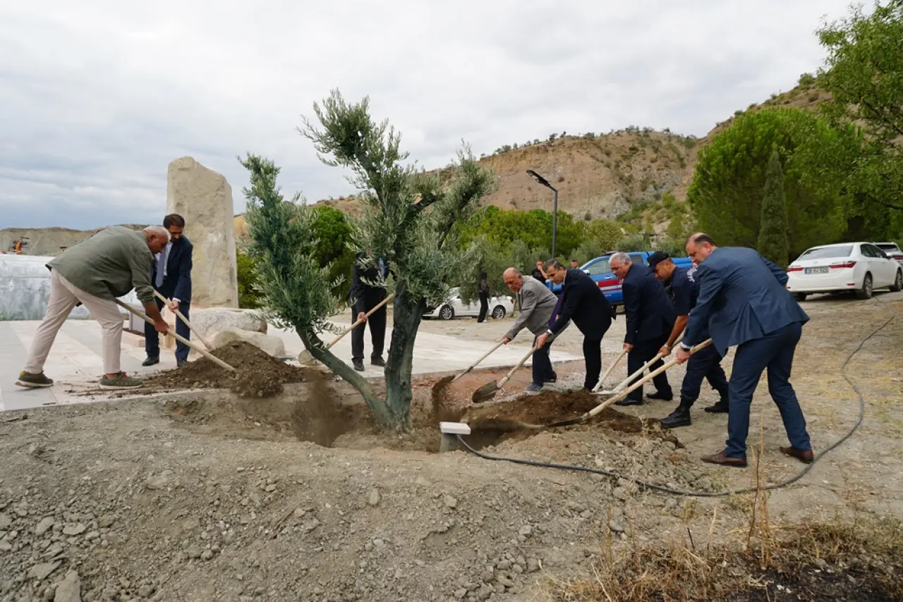 Osmancık'a Asırlık Zeytin Ağacı 1