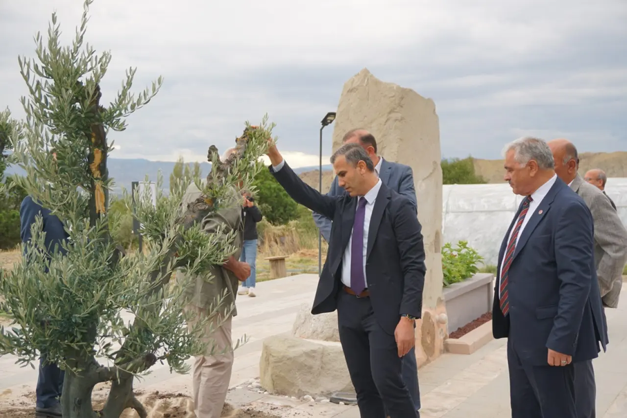 Osmancık'a Asırlık Zeytin Ağacı 2