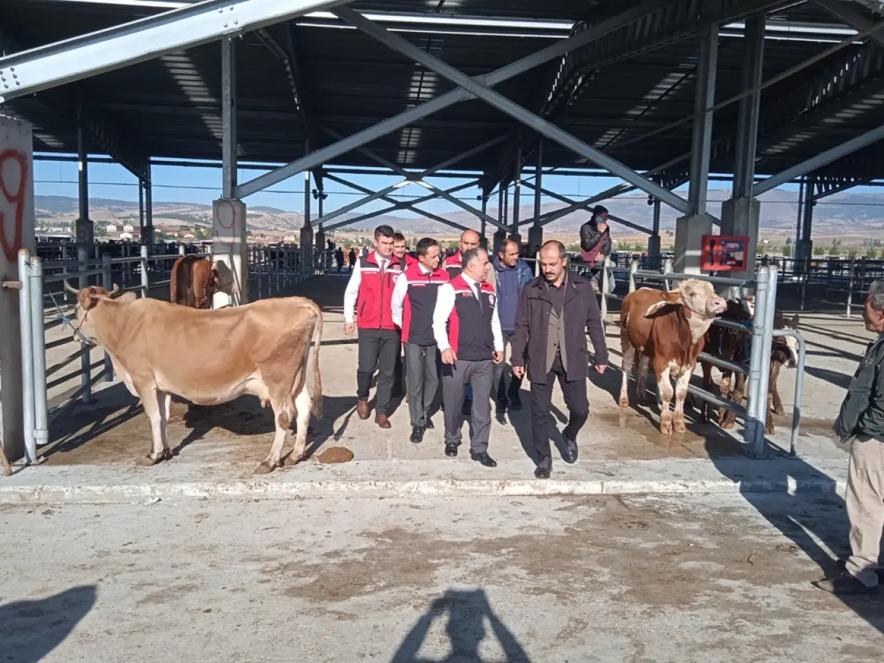 Hayvan Pazarı Kapılarını Açtı 1