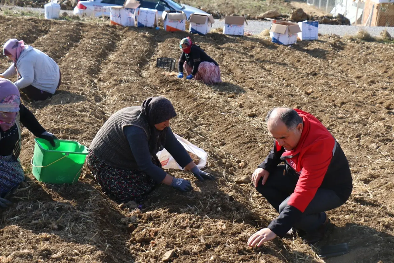 Safran Ekimi Yaygınlaşıyor 3