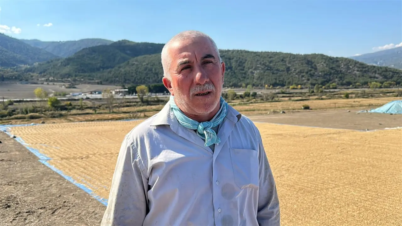 Çeltikler Geleneksel Yöntemle Kurutuluyor 8