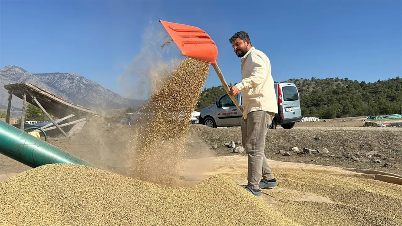 Çeltikler Geleneksel Yöntemle Kurutuluyor 1