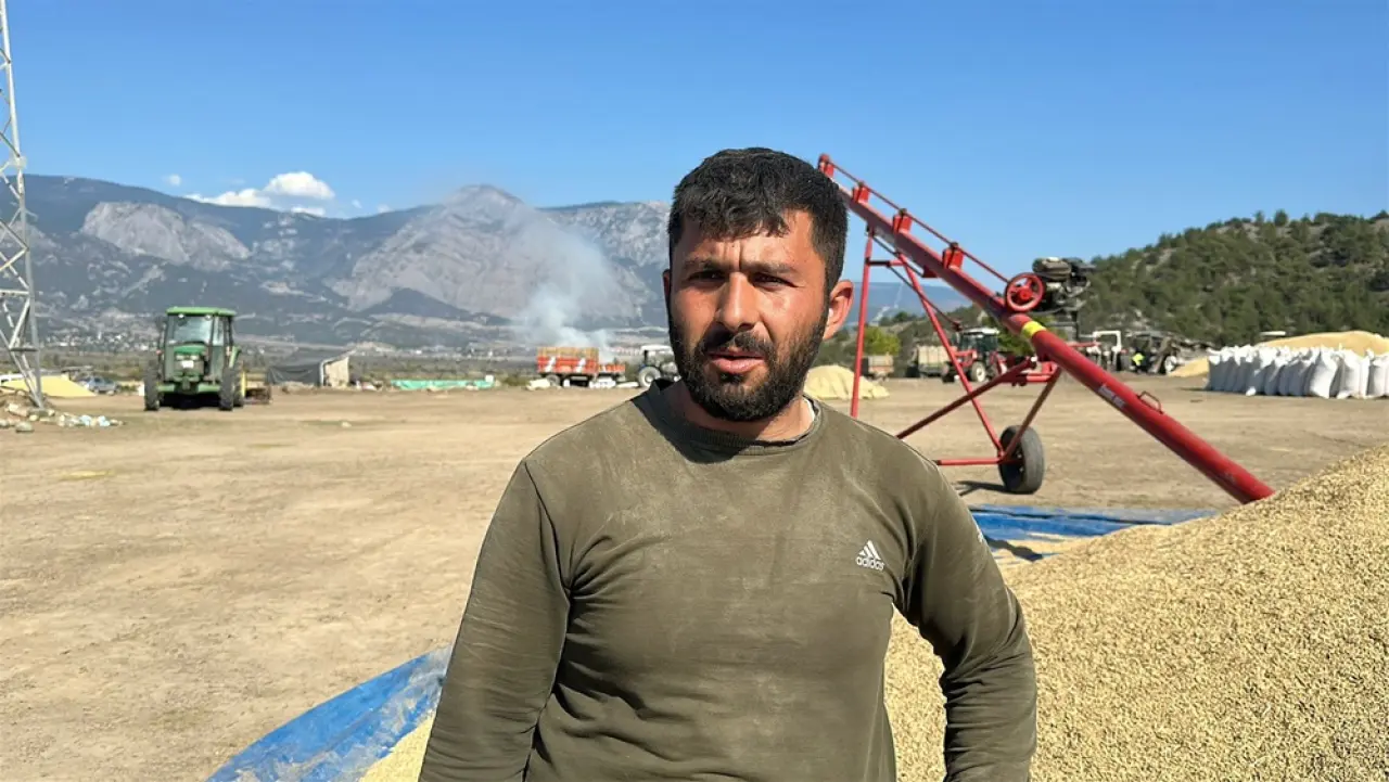 Çeltikler Geleneksel Yöntemle Kurutuluyor 4