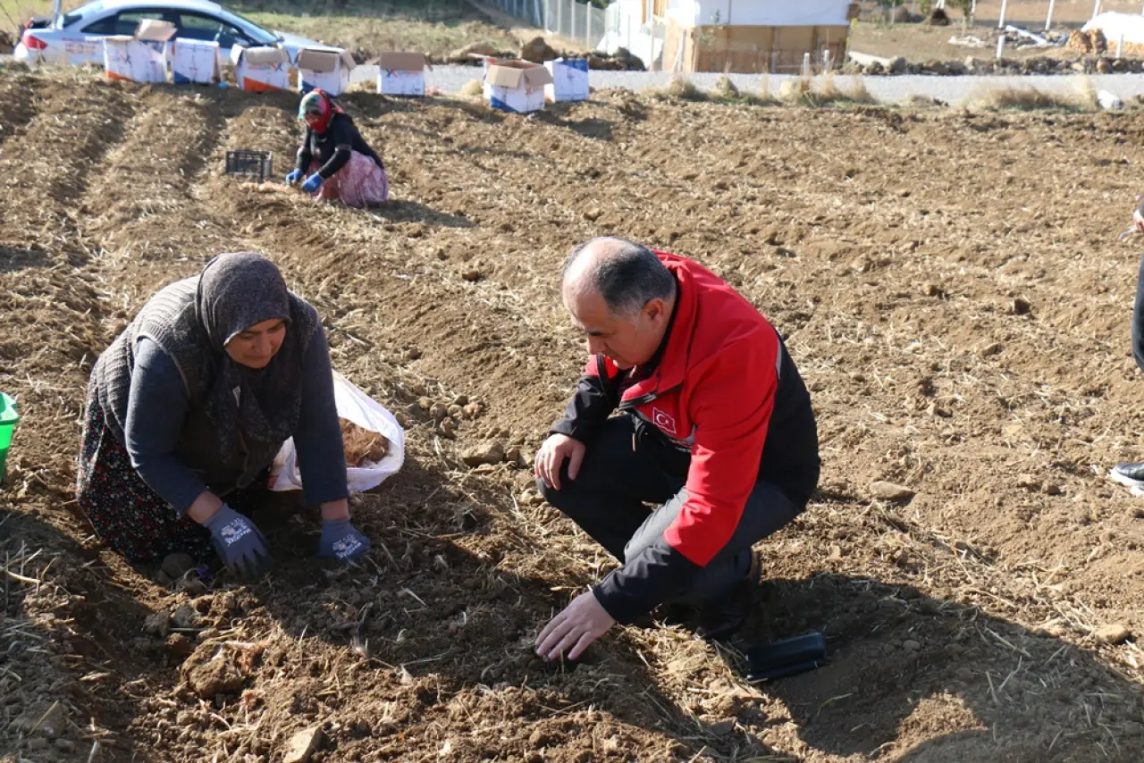 Safran Ekimi Yaygınlaşıyor 1