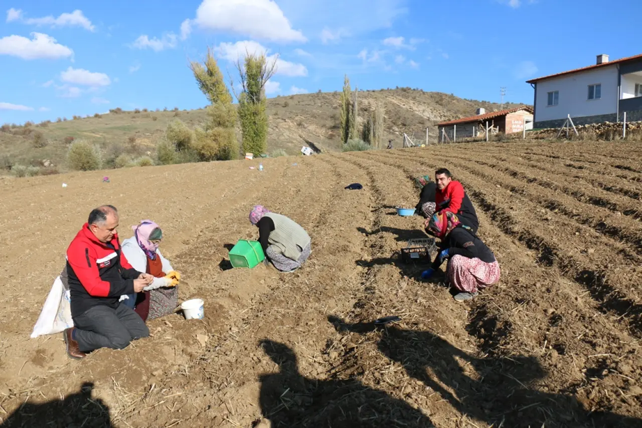 Safran Ekimi Yaygınlaşıyor 4