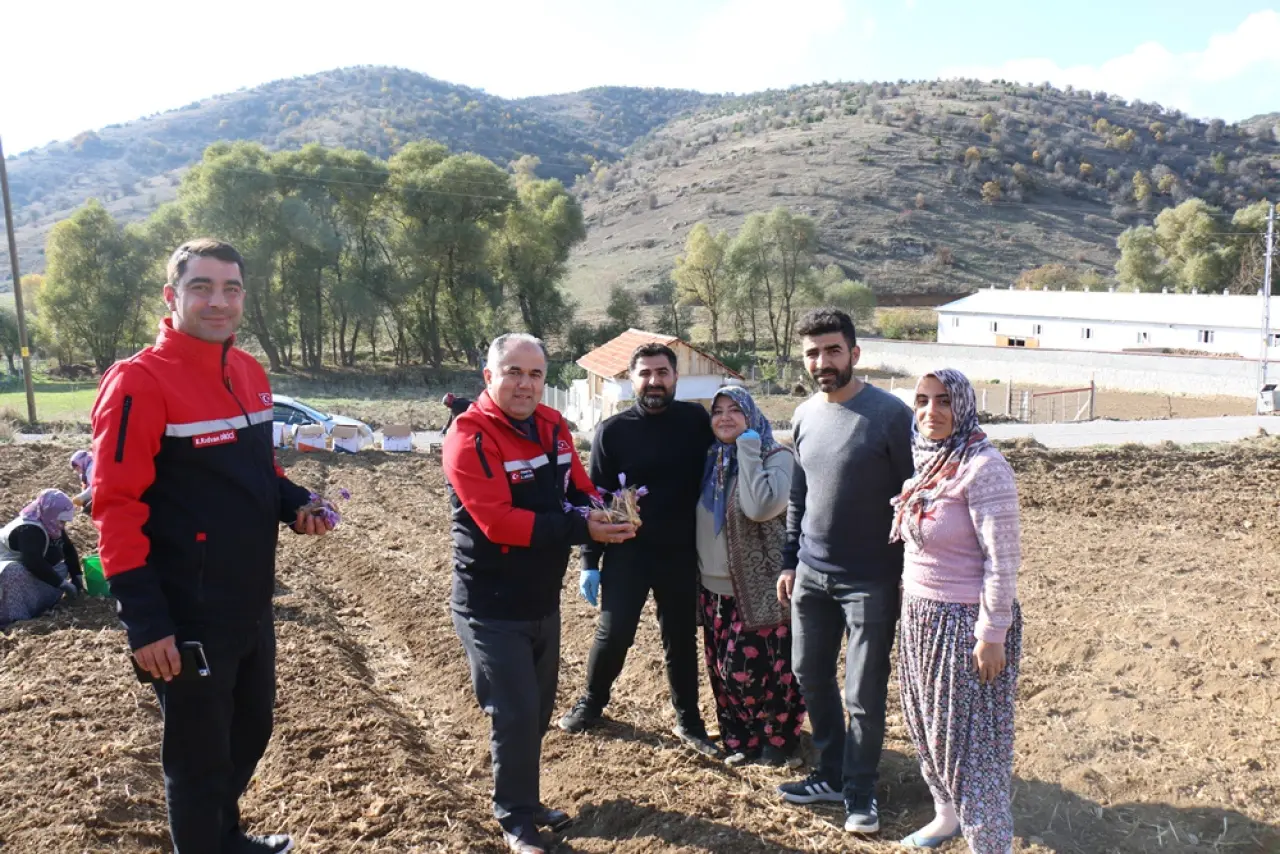 Safran Ekimi Yaygınlaşıyor 2