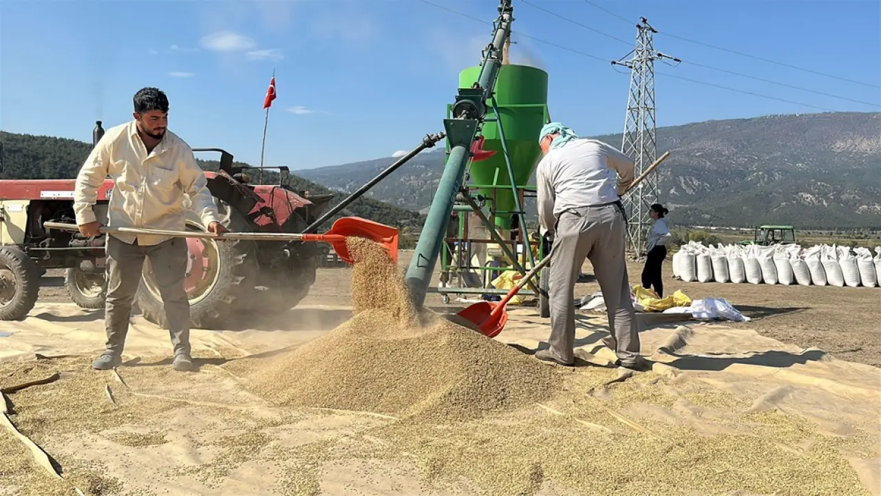 Çeltikler Geleneksel Yöntemle Kurutuluyor 7