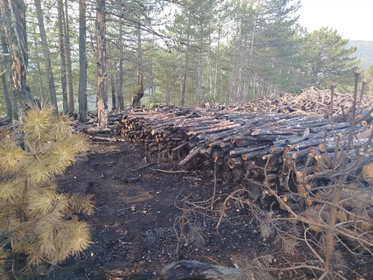 Kesim Sahasında Yangın Paniği 2