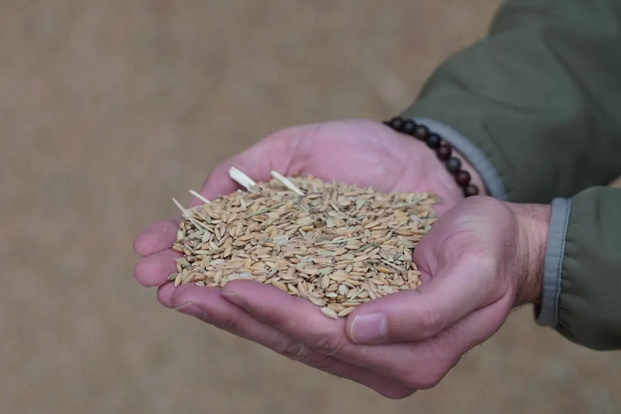 Modern Kurutma Pirinçte Lezzet ve Verim Kalitesini Artırıyor 4