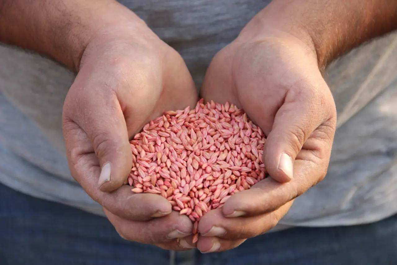 Çiftçilerin ‘Güz Ekimi’ Başladı 7