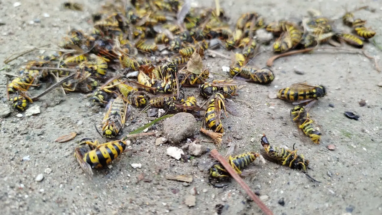 Evin Çatısına Yuva Yapan Eşek Arıları Hastanelik Etti 2