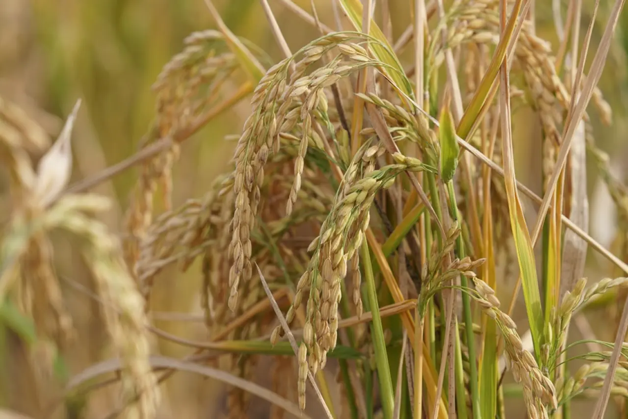 Modern Kurutma Pirinçte Lezzet ve Verim Kalitesini Artırıyor 3