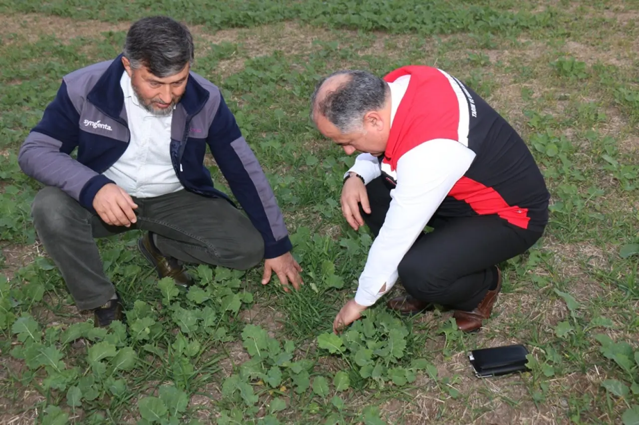 Kanola, Hayvancılık ve Mısır Hasadı İncelendi 2