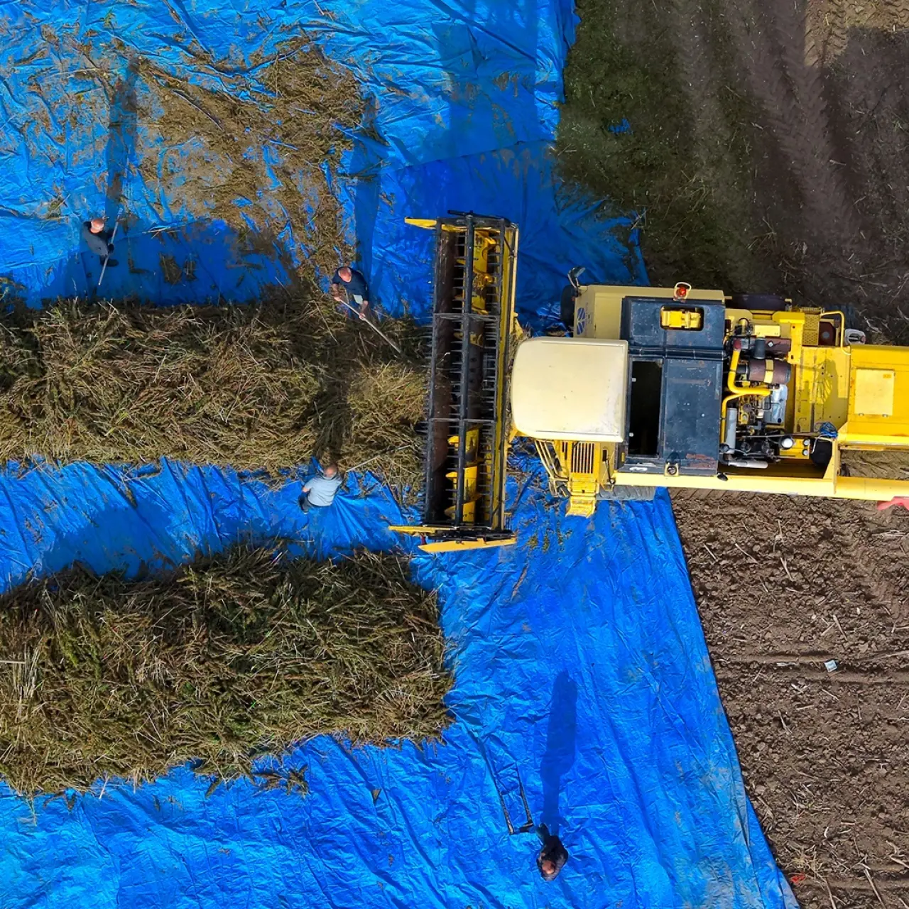 Kenevirde ilk hasat heyecanı 6