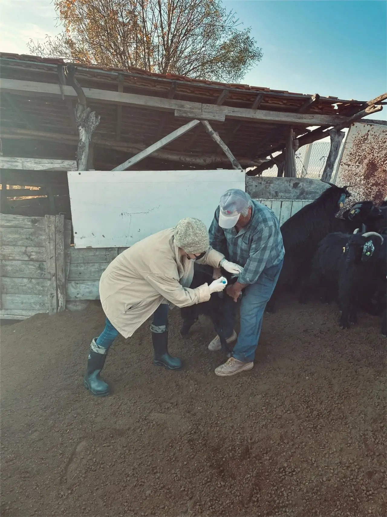 Küçükbaş Hayvanlara Brucella Kalkanı 1