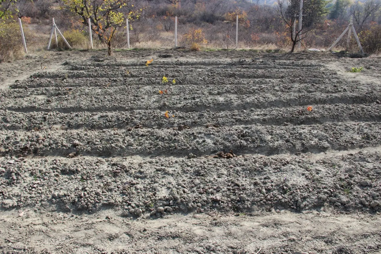 Dünyanın En Pahalı Baharatını Yetiştiriyor 9