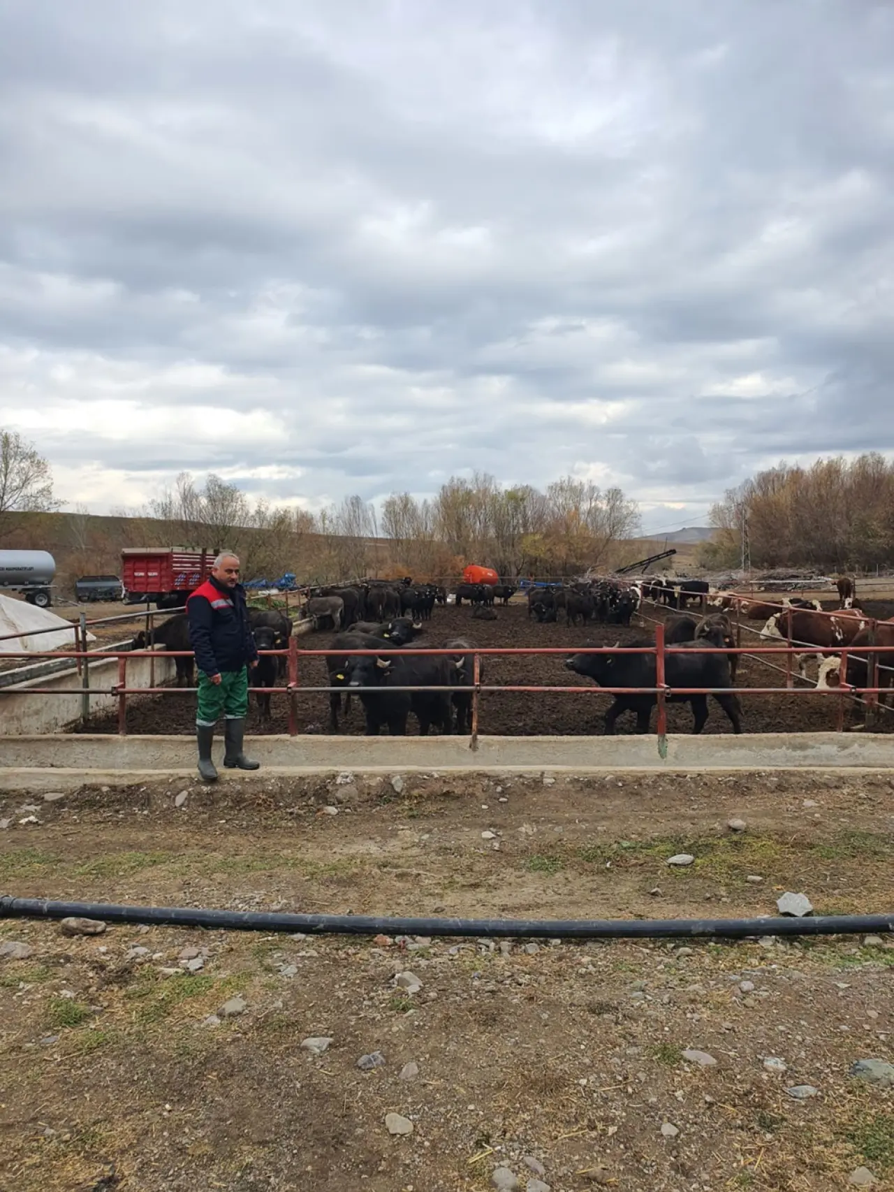 Anadolu Mandası İçin Islah Çalışmaları 2