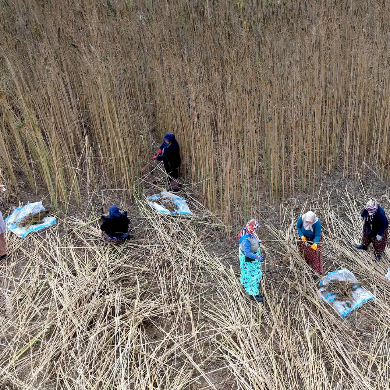 Kenevirde ilk hasat heyecanı 1