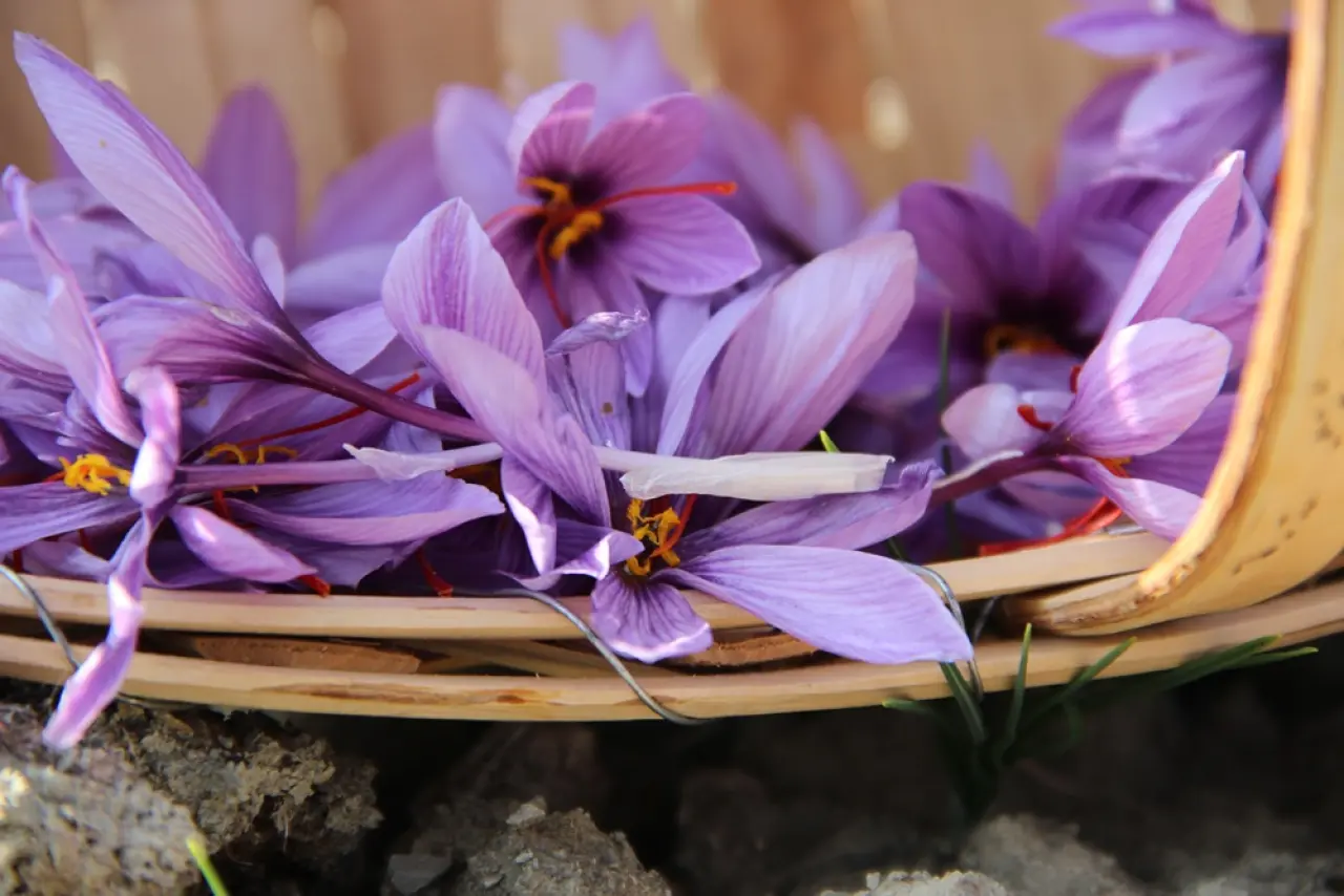 Dünyanın En Pahalı Baharatını Yetiştiriyor 5