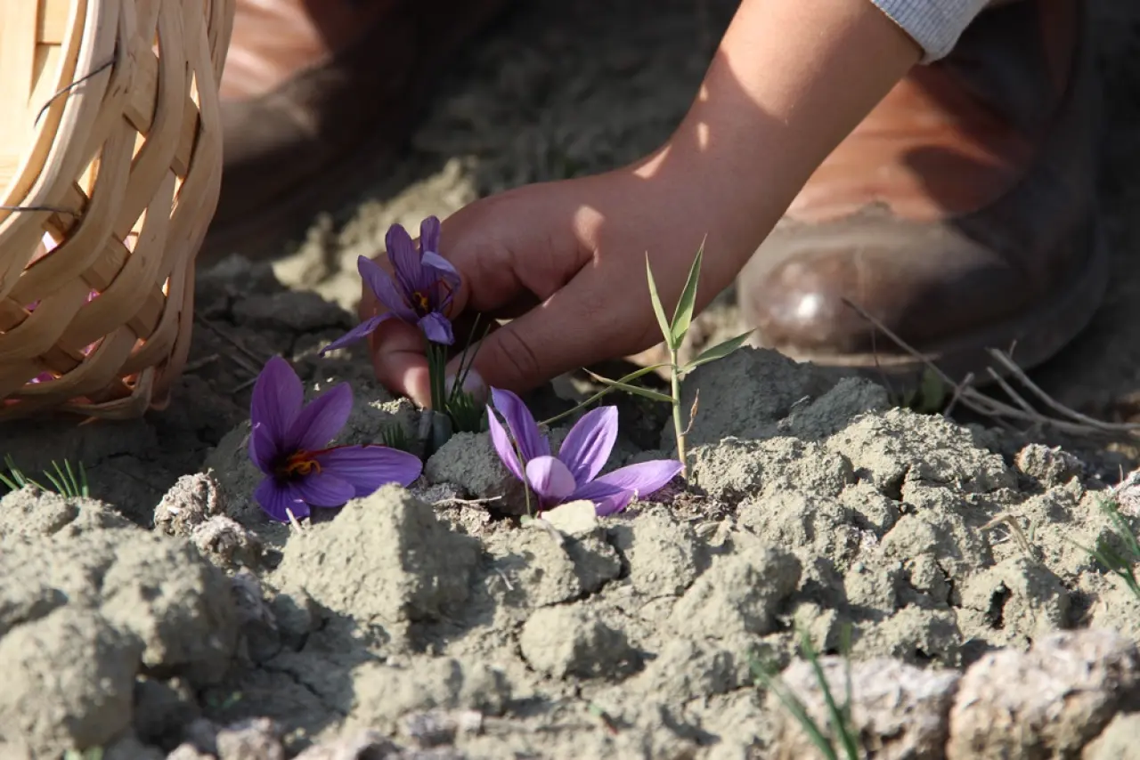 Dünyanın En Pahalı Baharatını Yetiştiriyor 8
