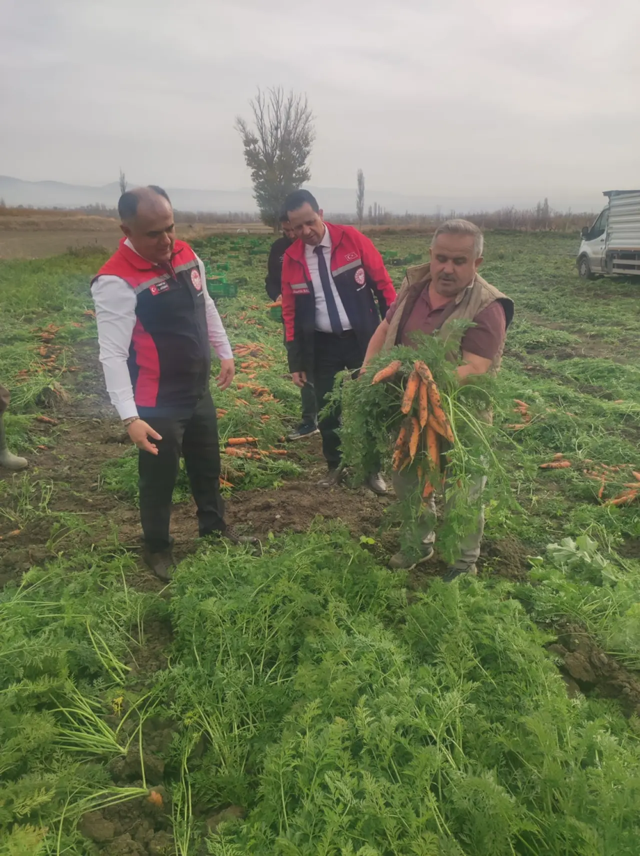 Tarlada turuncu hasat 3