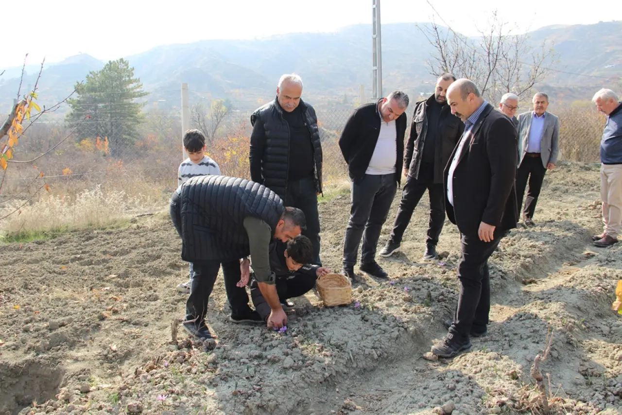 Dünyanın En Pahalı Baharatını Yetiştiriyor 4