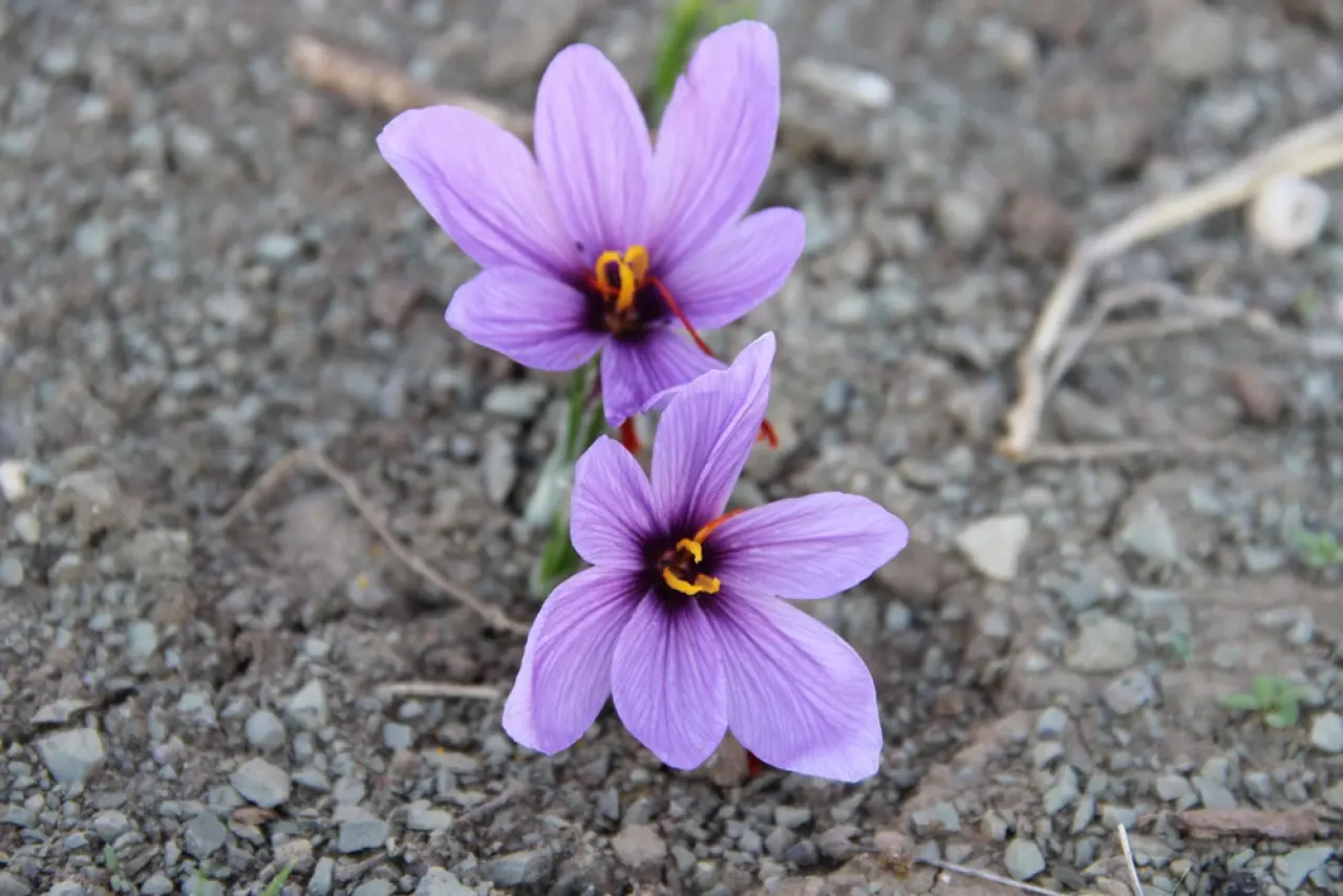 Dünyanın En Pahalı Baharatını Yetiştiriyor 10