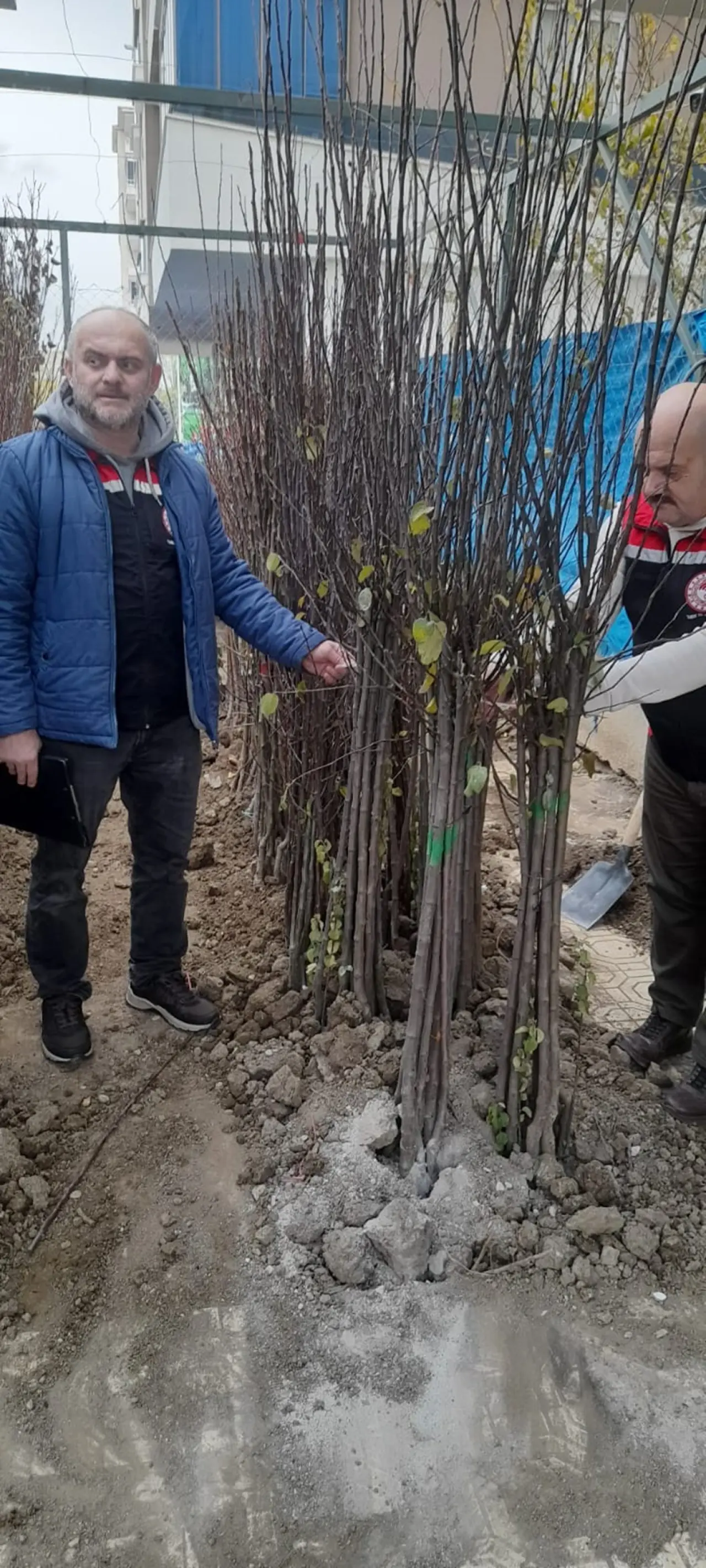 Fidanlar mercek altında 3