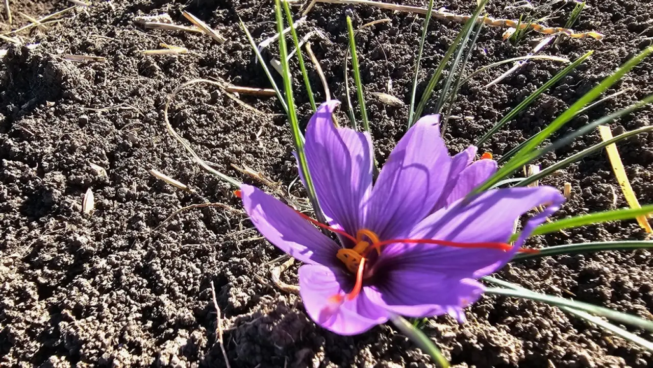 Safran Hasat Şenliği Yapıldı 6