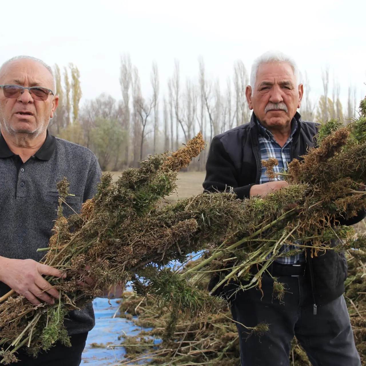 Kenevirde ilk hasat heyecanı 3
