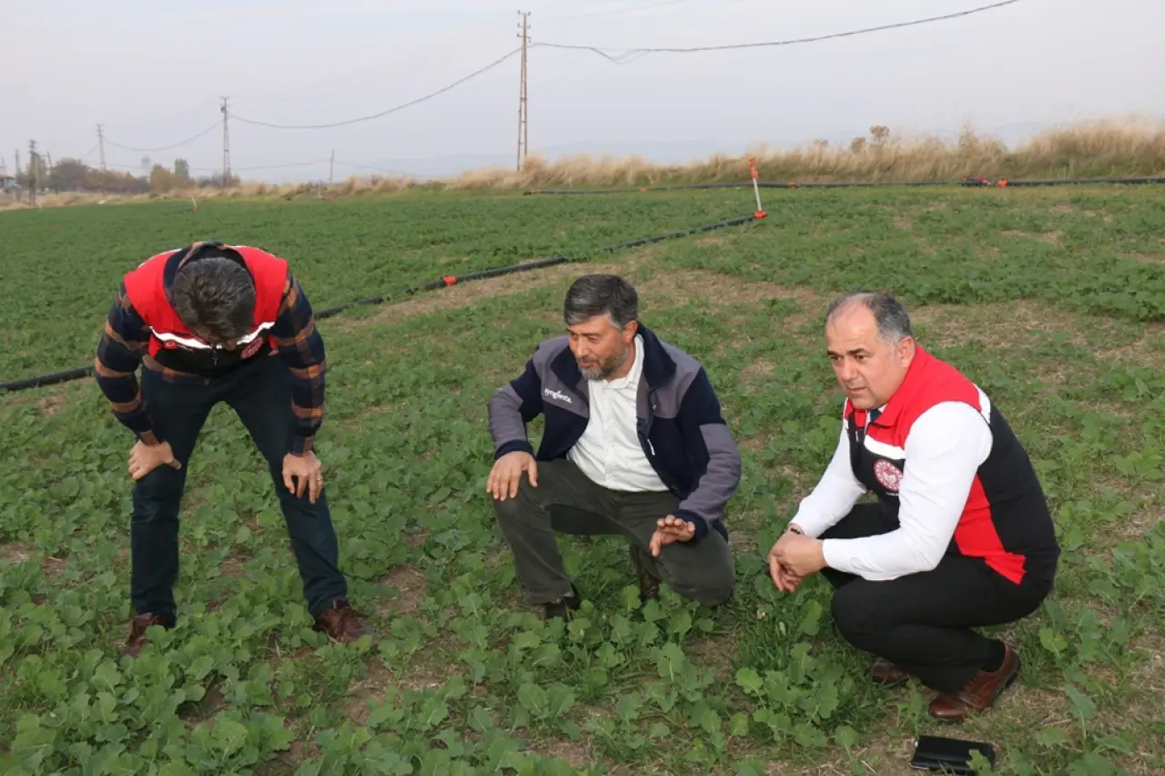 Kanola, Hayvancılık ve Mısır Hasadı İncelendi 3