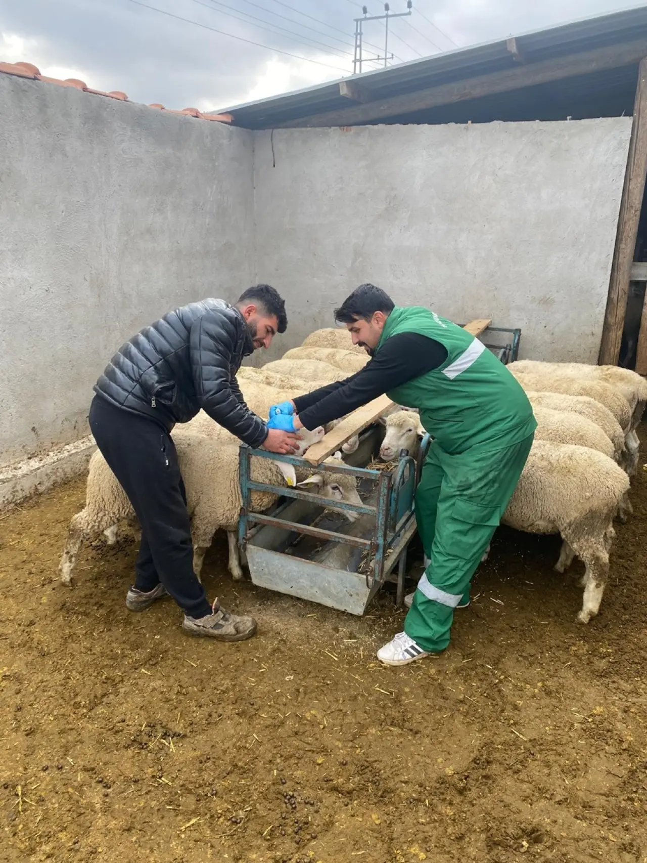 Küpeleme ve Aşılama Çalışmaları Sürüyor 1