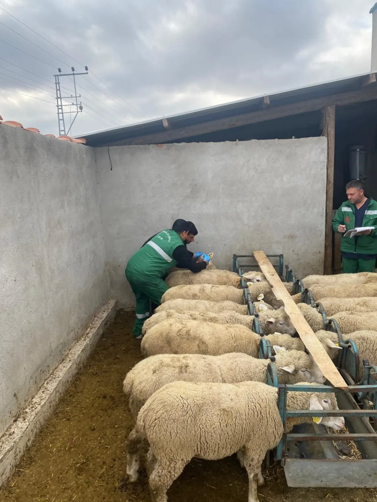 Küpeleme ve Aşılama Çalışmaları Sürüyor 2