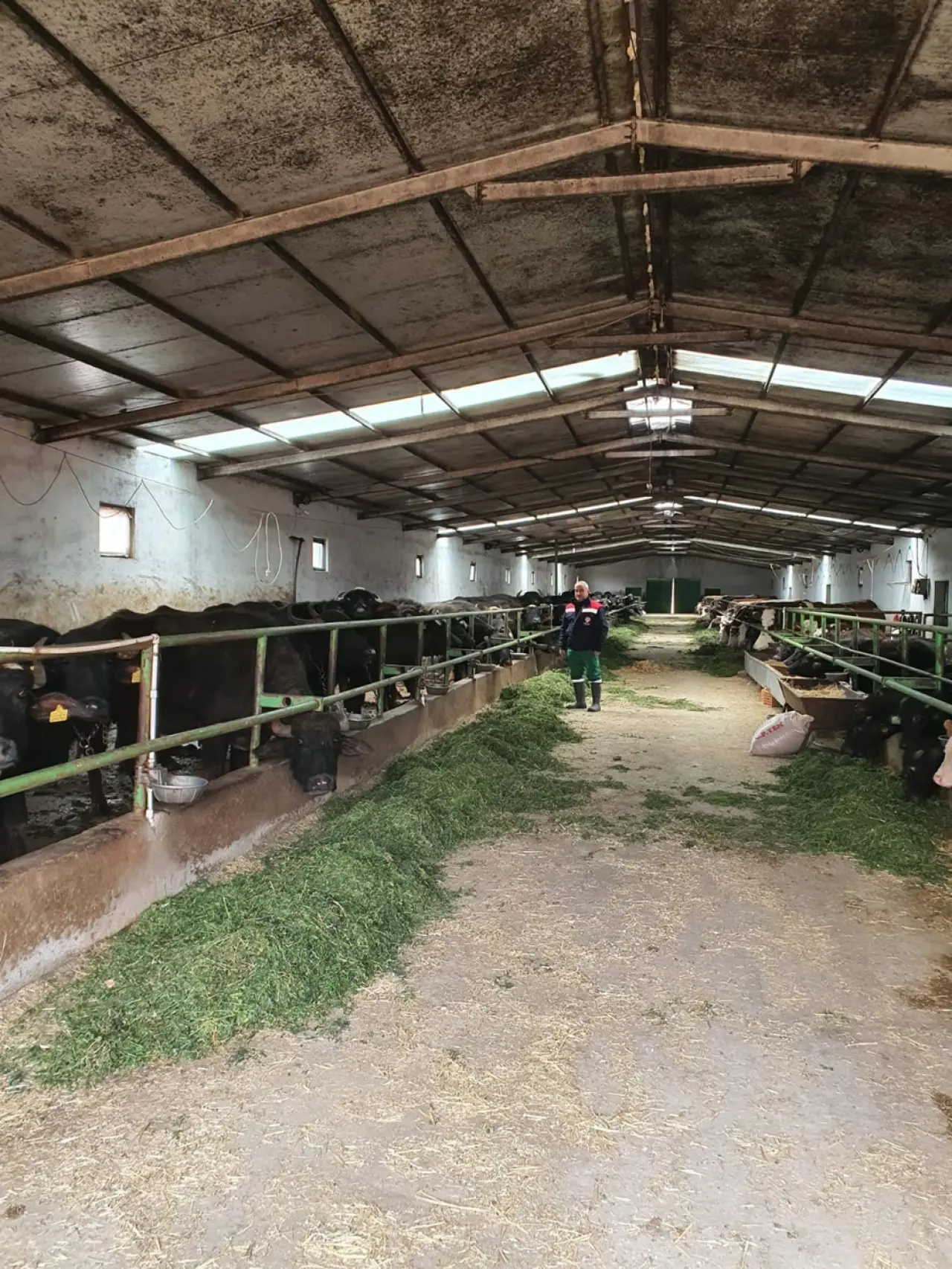 Anadolu Mandası İçin Islah Çalışmaları 1