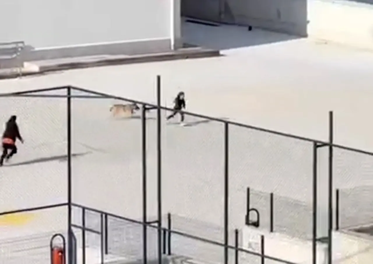 Okul Bahçesine Giren Köpek Panik Yaşattı 3