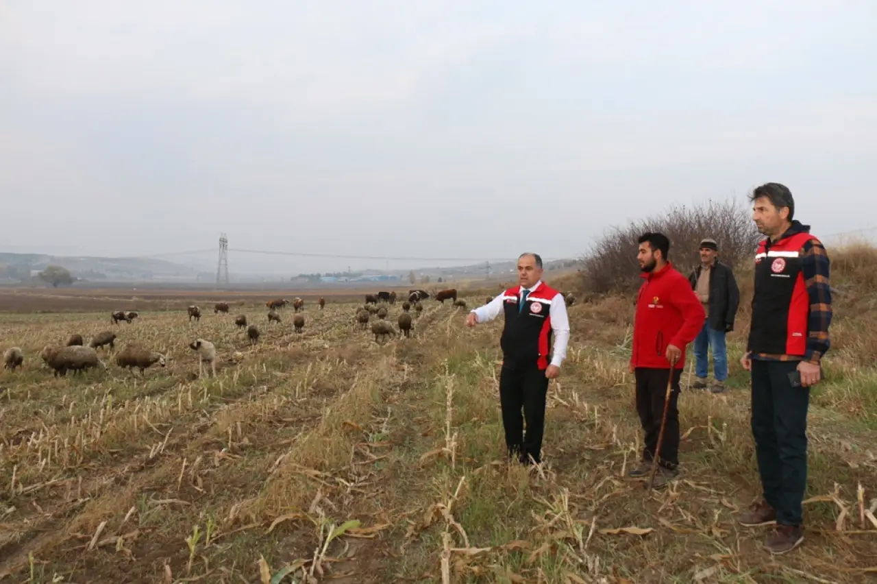 Kanola, Hayvancılık ve Mısır Hasadı İncelendi 1
