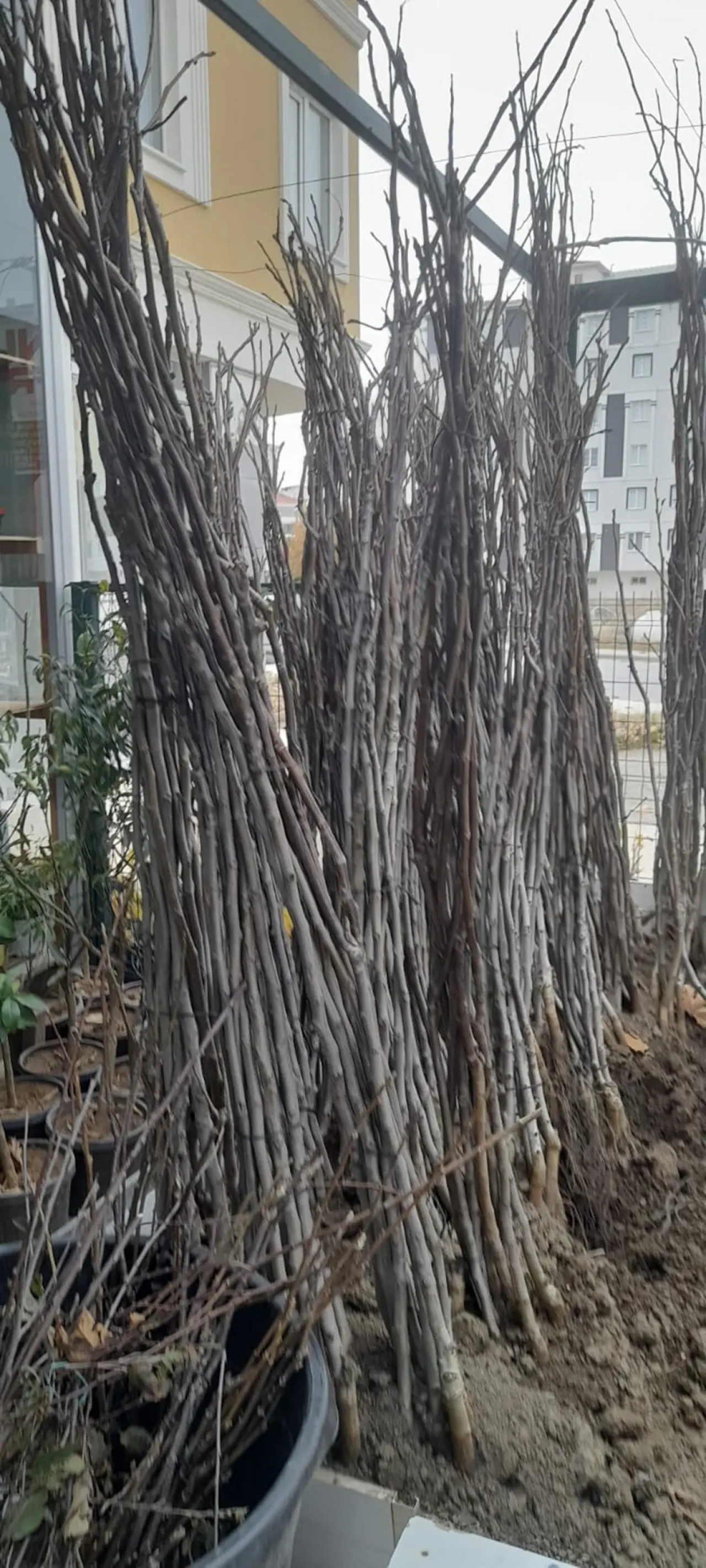 Fidanlar mercek altında 1