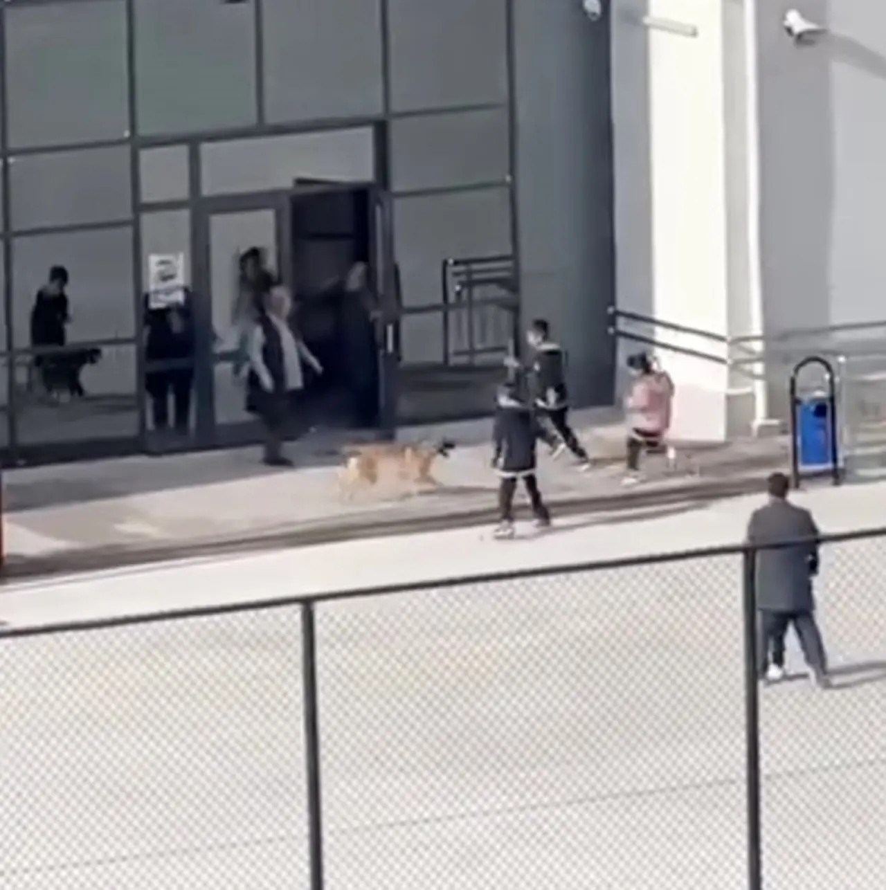 Okul Bahçesine Giren Köpek Panik Yaşattı 4
