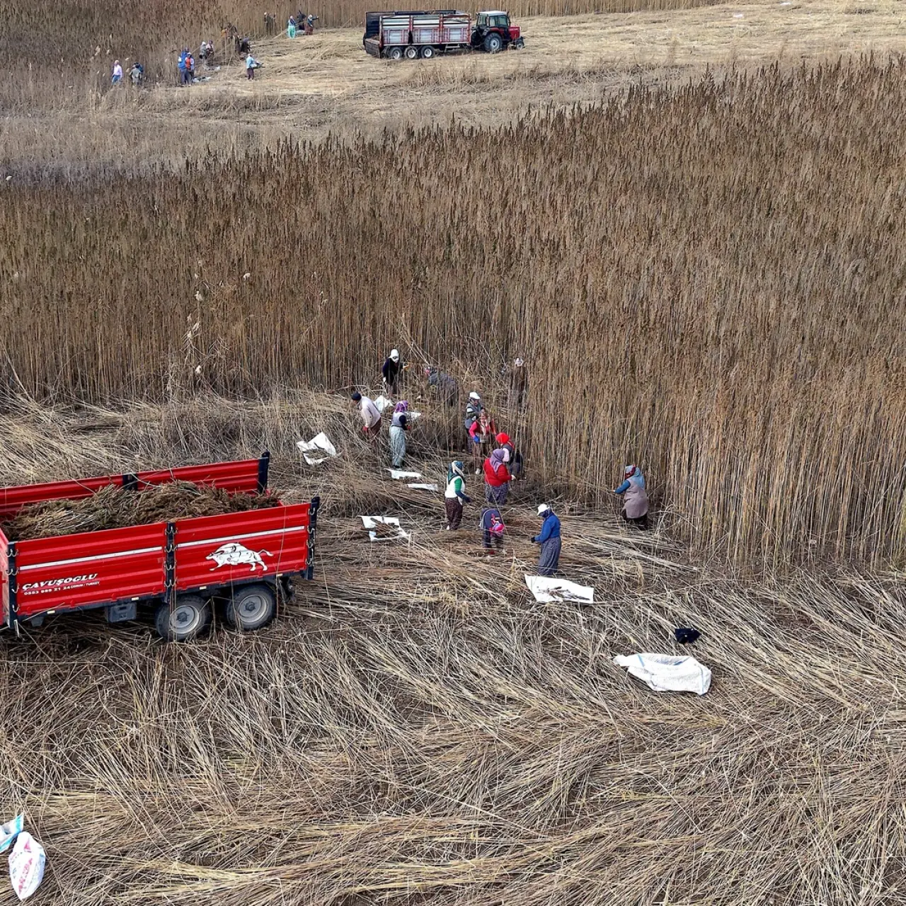 Kenevirde ilk hasat heyecanı 4