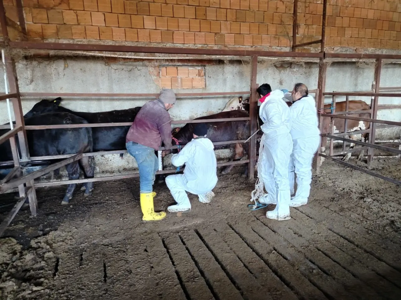 İthal Sığırlar Yakın Takipte 1