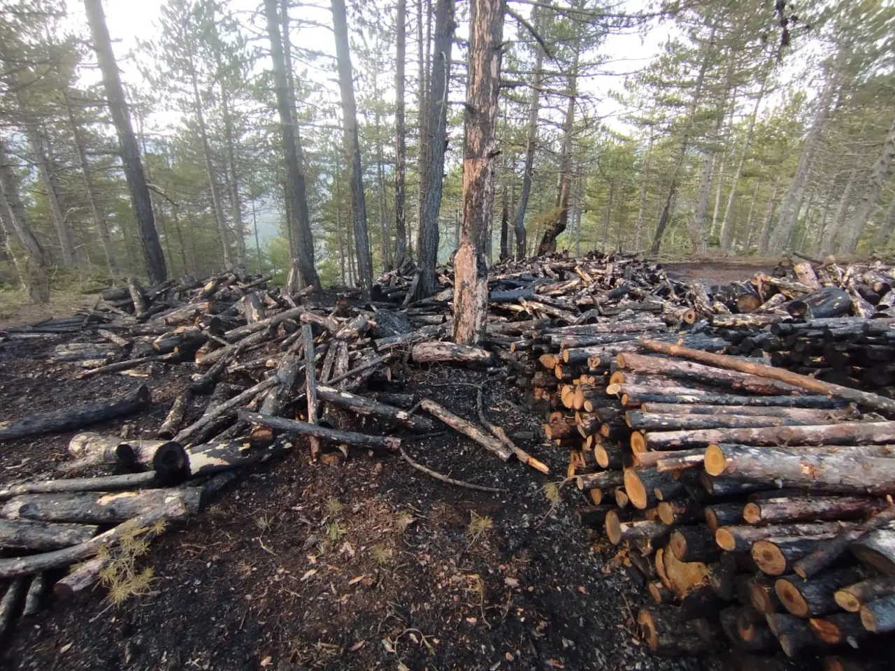 Kesim Sahasında Yangın Paniği 1