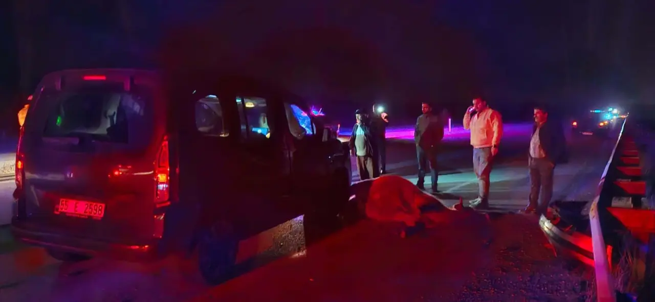 Yola çıkan dana kazaya neden oldu 2