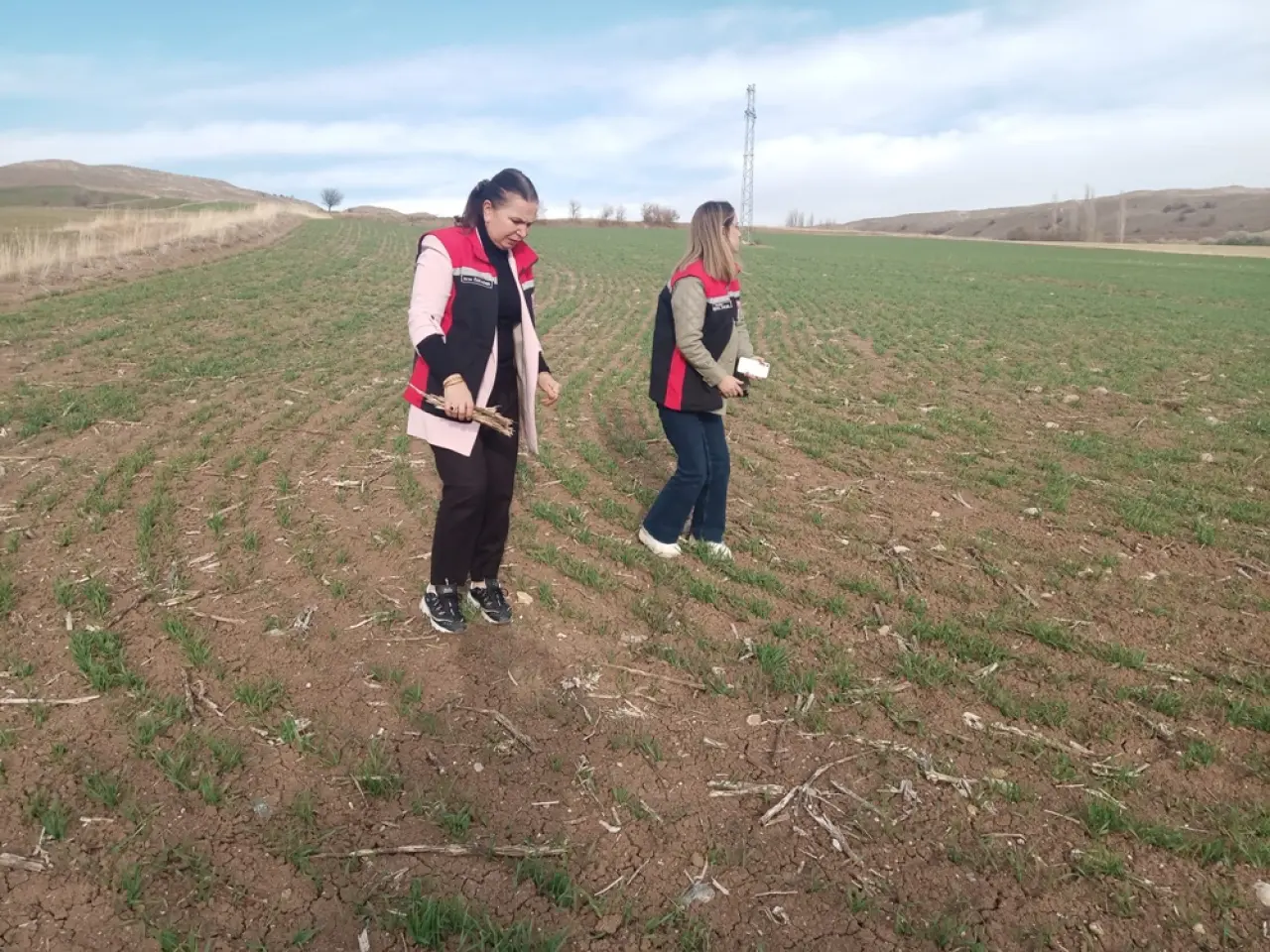 Hububat Tarlaları Mercek Altında 2