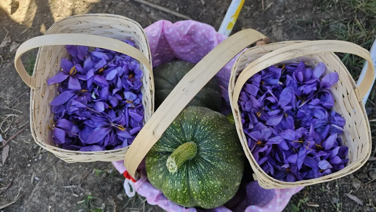 Safran Hasat Şenliği Yapıldı 3