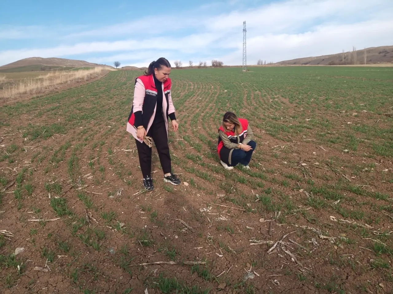 Hububat Tarlaları Mercek Altında 1