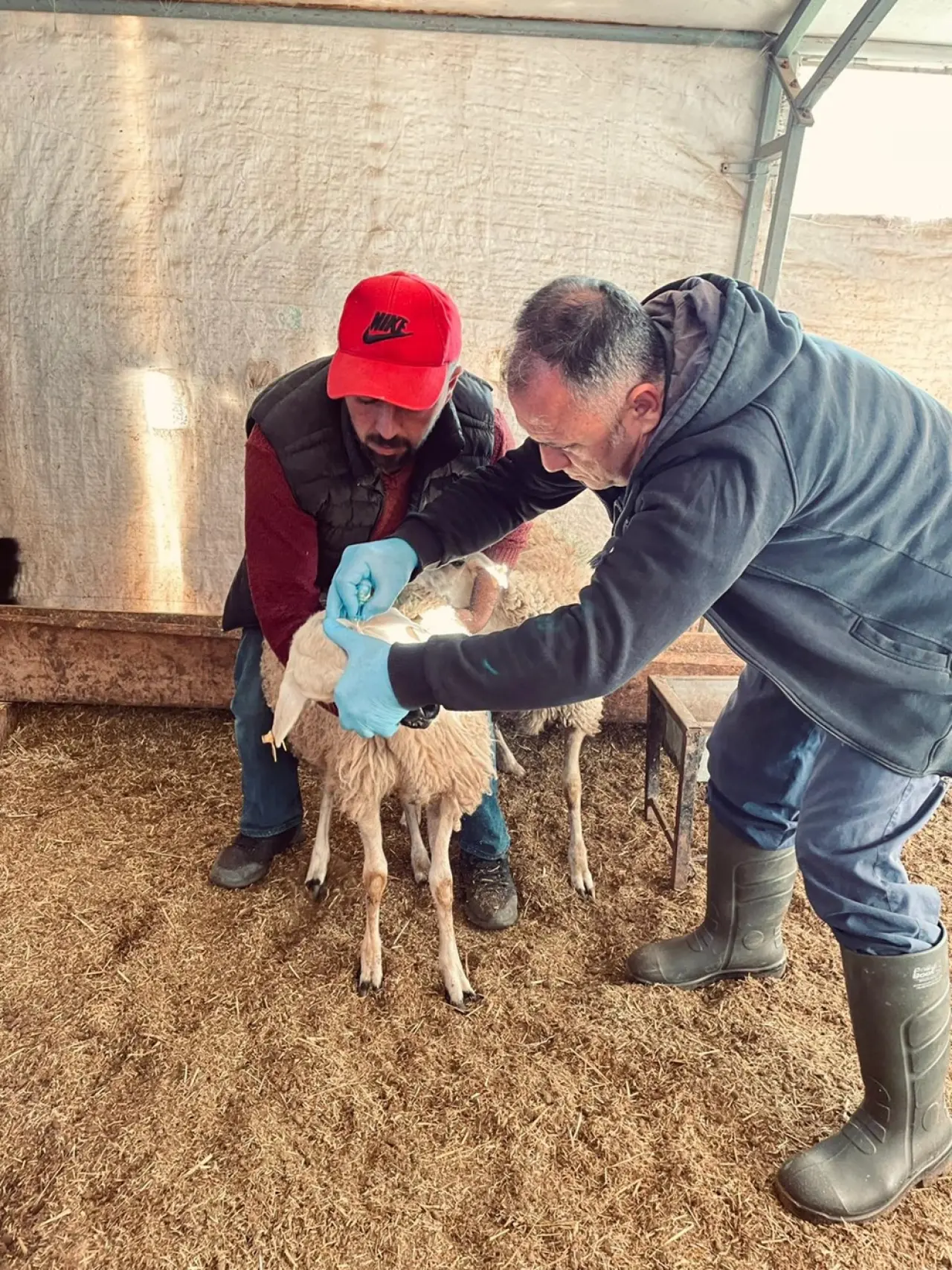 Küçükbaş Hayvanlara Brucella Kalkanı 2