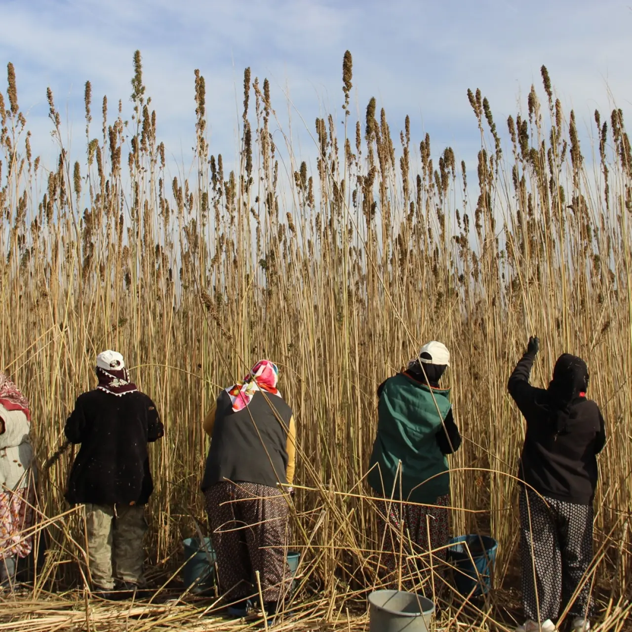 Kenevirde ilk hasat heyecanı 8