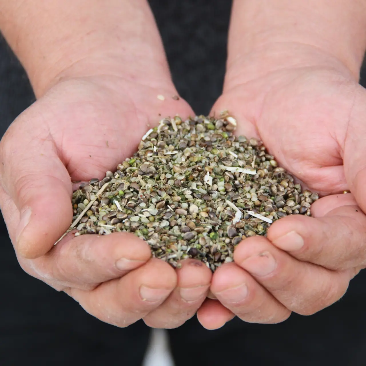 Kenevirde ilk hasat heyecanı 7