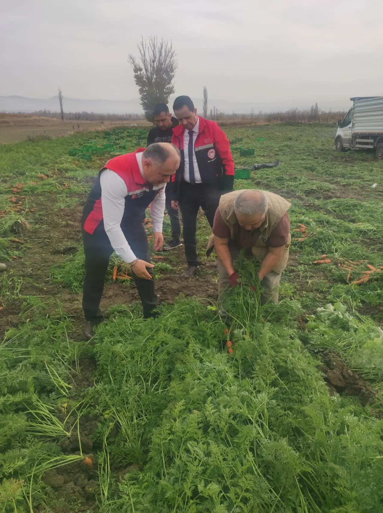 Tarlada turuncu hasat 2